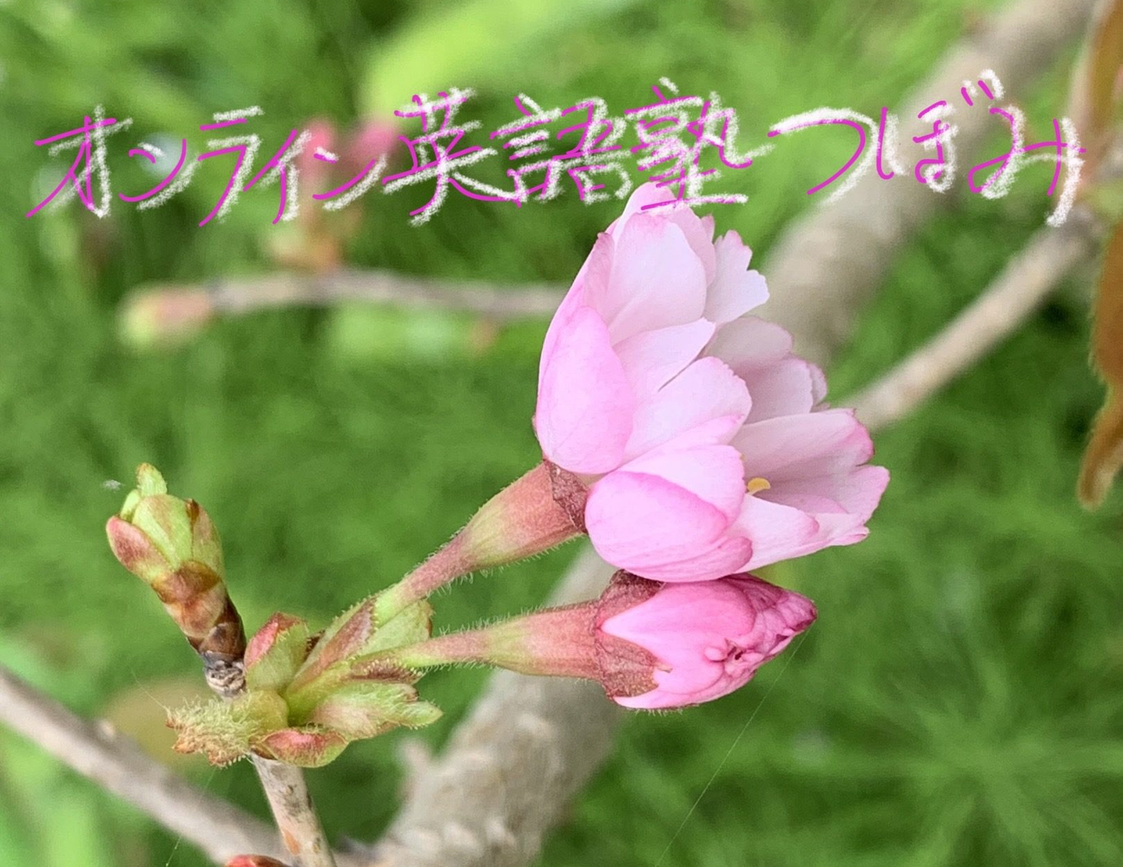 オンライン英語塾つぼみ